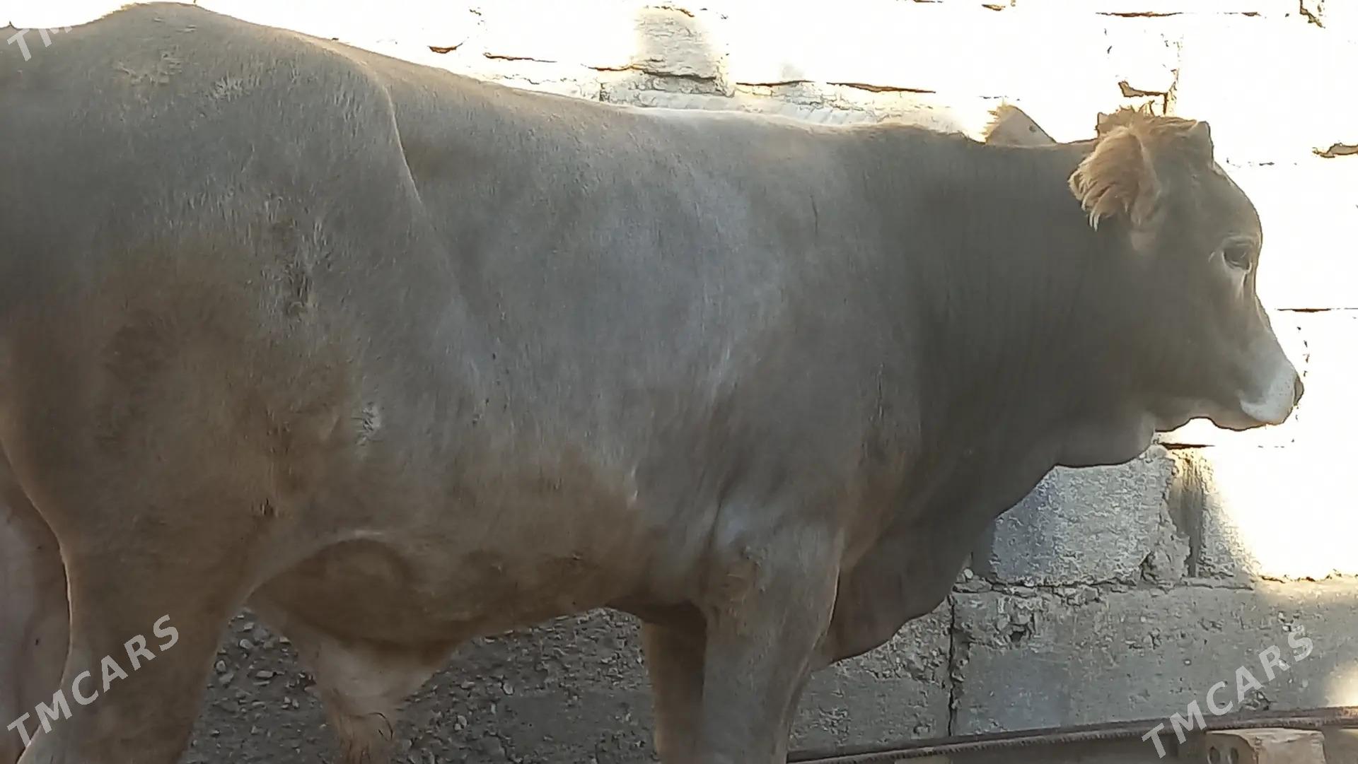 okuz - Gumdag - img 2