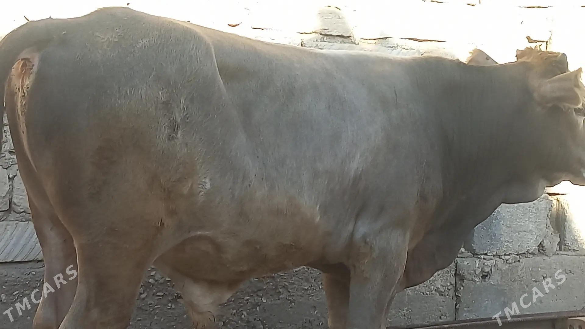 okuz - Gumdag - img 1