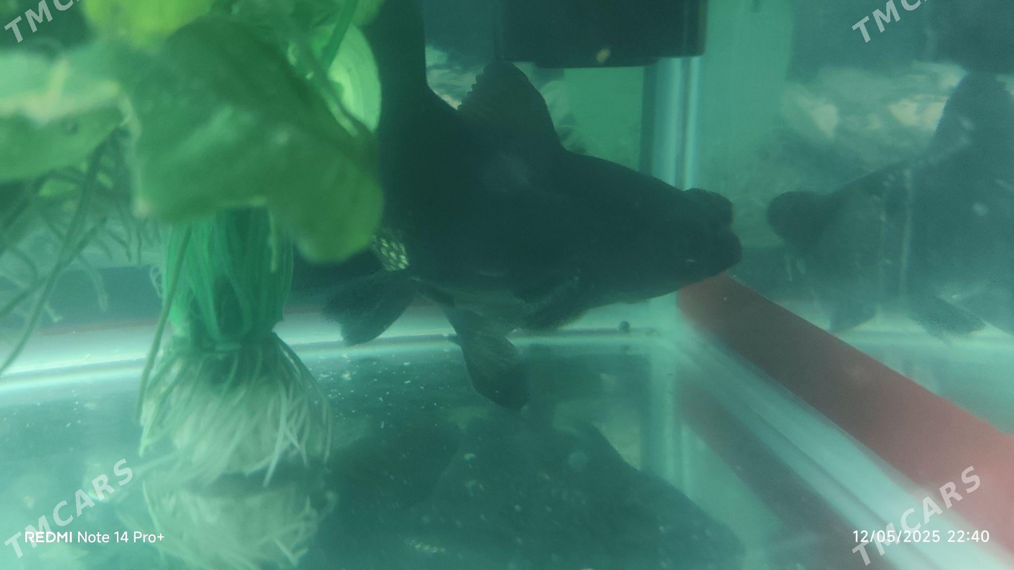 Рыбка Телескоп большие - Фарап - img 2