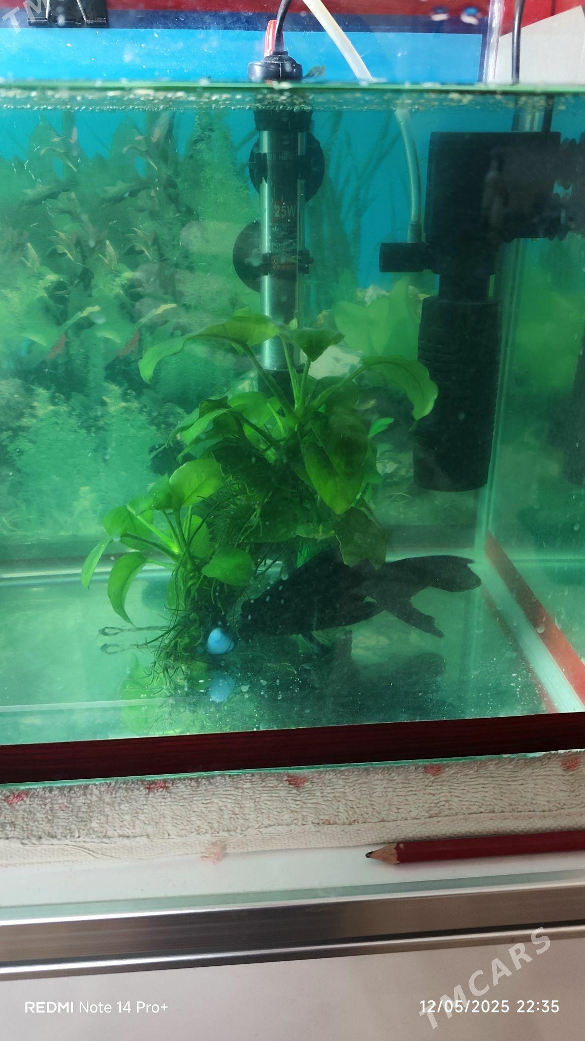 Рыбка Телескоп большие - Фарап - img 4