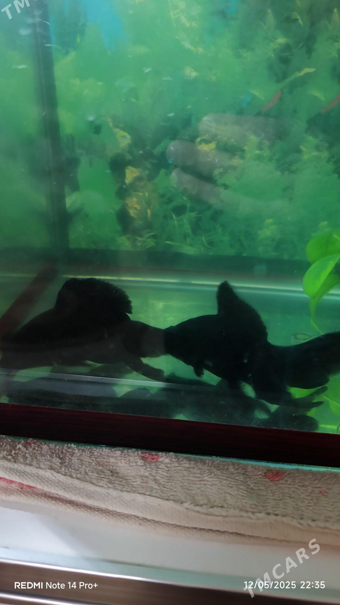 Рыбка Телескоп большие - Фарап - img 3