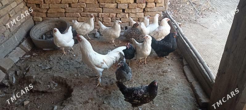 tovuk - Чарджоу - img 2