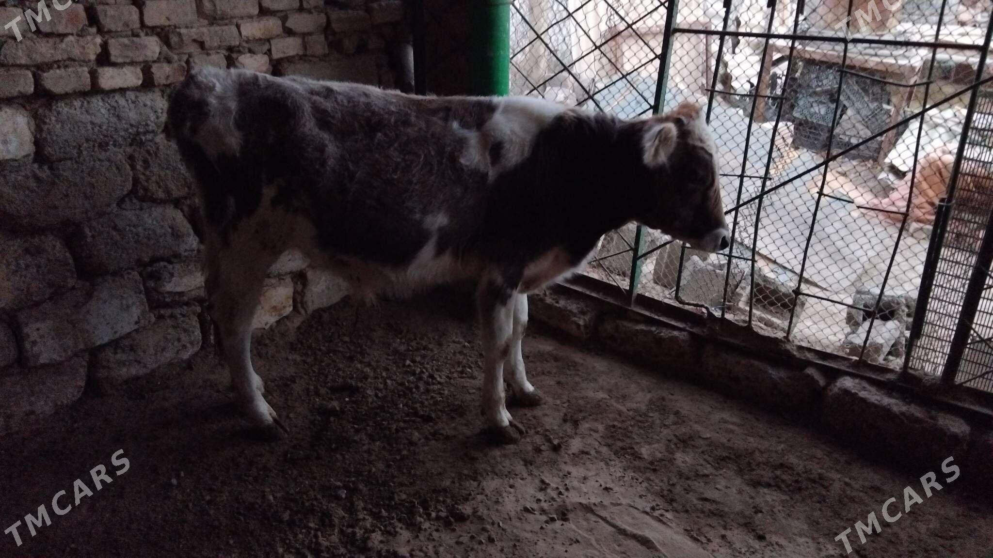 OĶUZ TOHIM MAL - Aşgabat - img 2