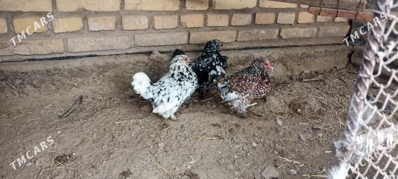 tovuk - Чарджоу - img 4