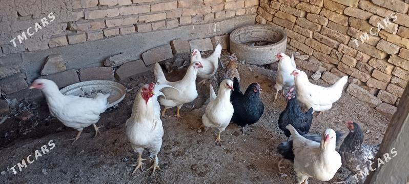 tovuk - Чарджоу - img 3