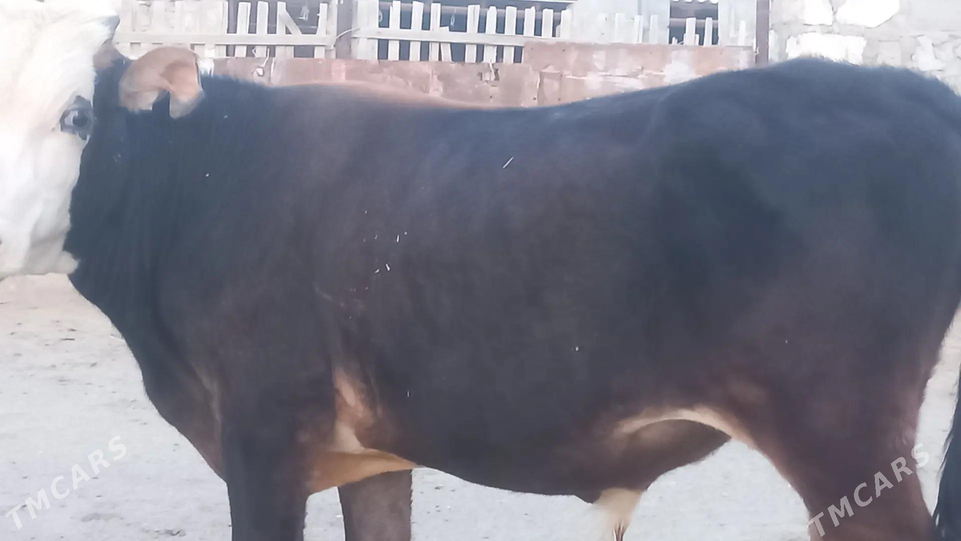 okuz - Gumdag - img 1