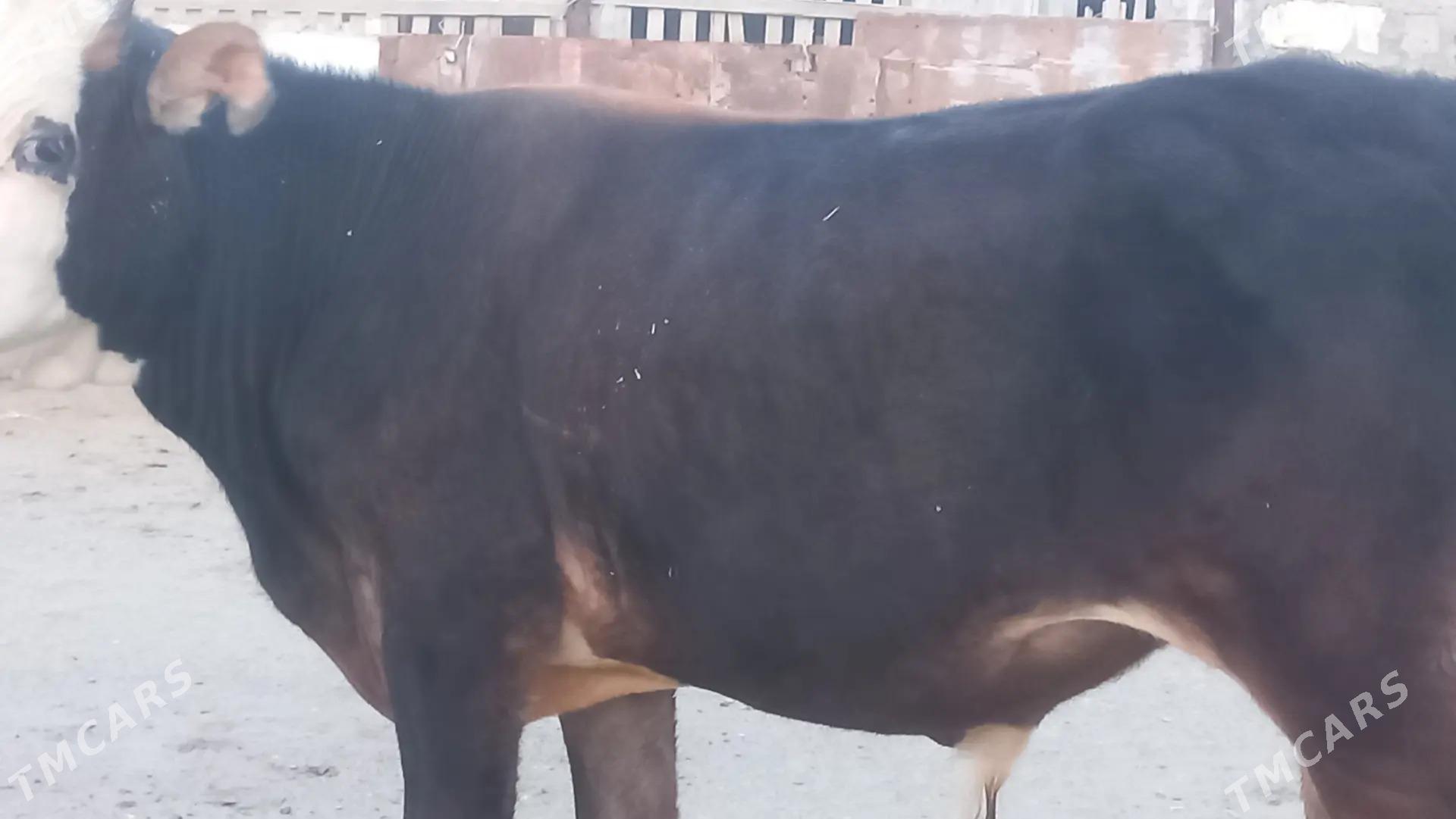 okuz - Gumdag - img 2