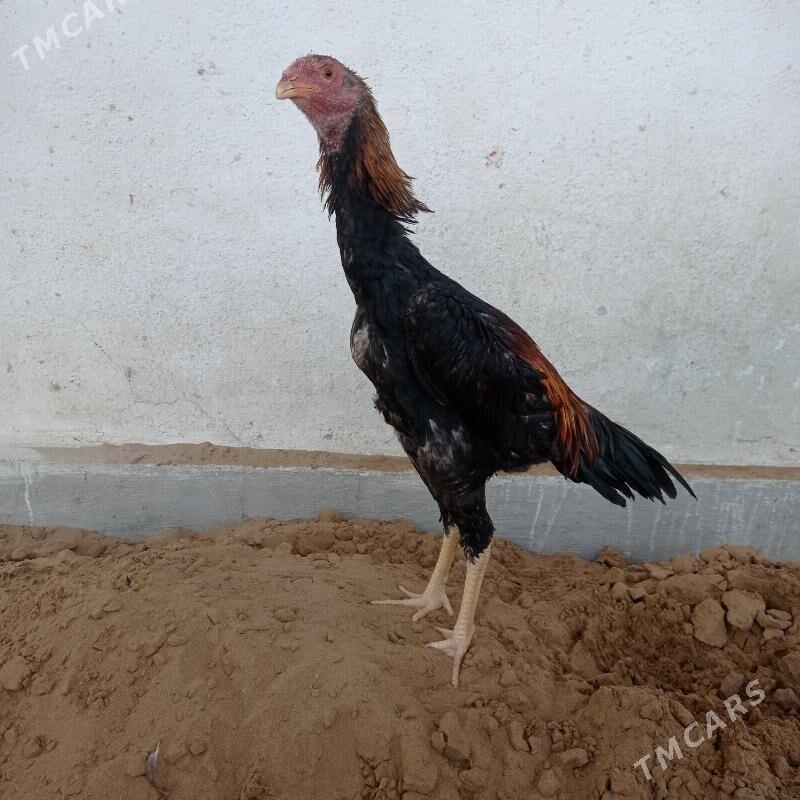 taskent horaz - Хитровка - img 2