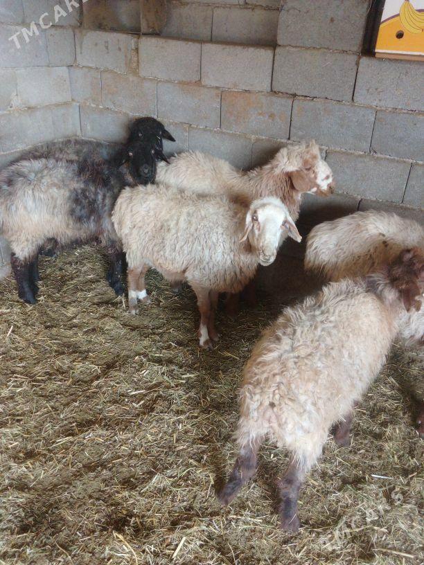 GOÝUN - Bäherden - img 3