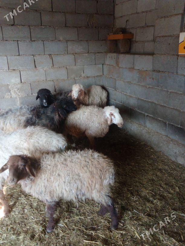 GOÝUN - Bäherden - img 4