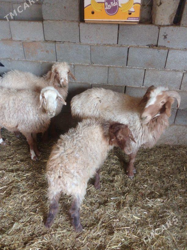 GOÝUN - Bäherden - img 2