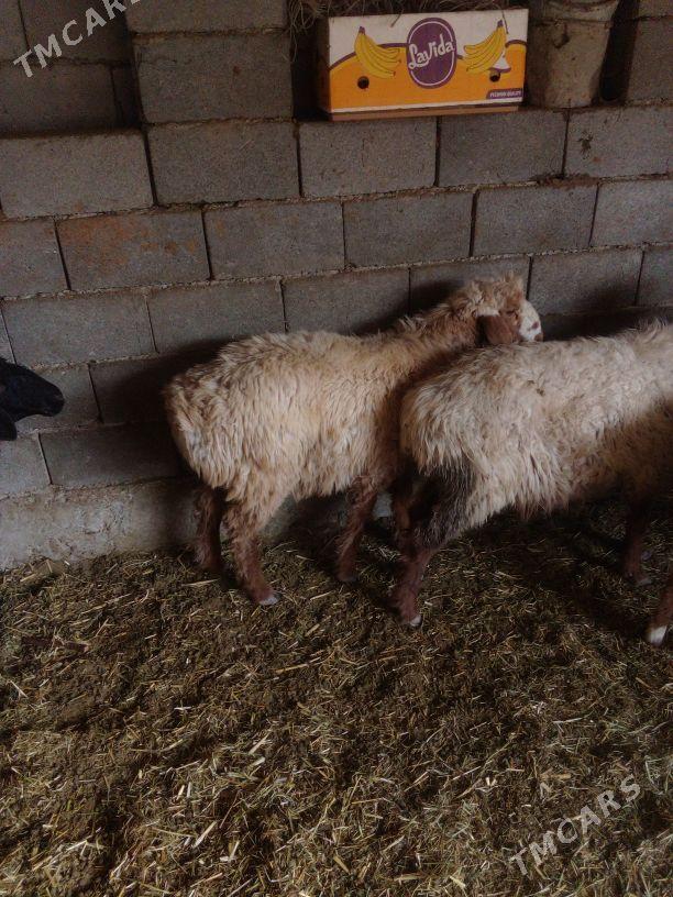 GOÝUN - Bäherden - img 5