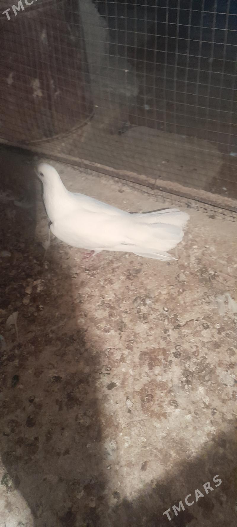 kepderi - Aşgabat - img 5