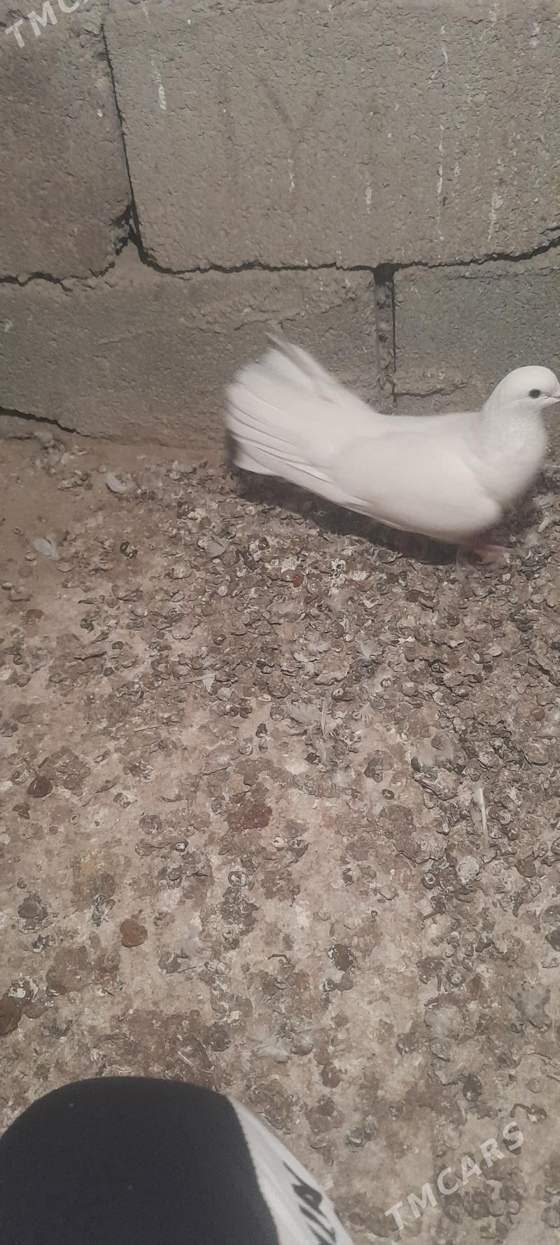 kepderi - Aşgabat - img 3