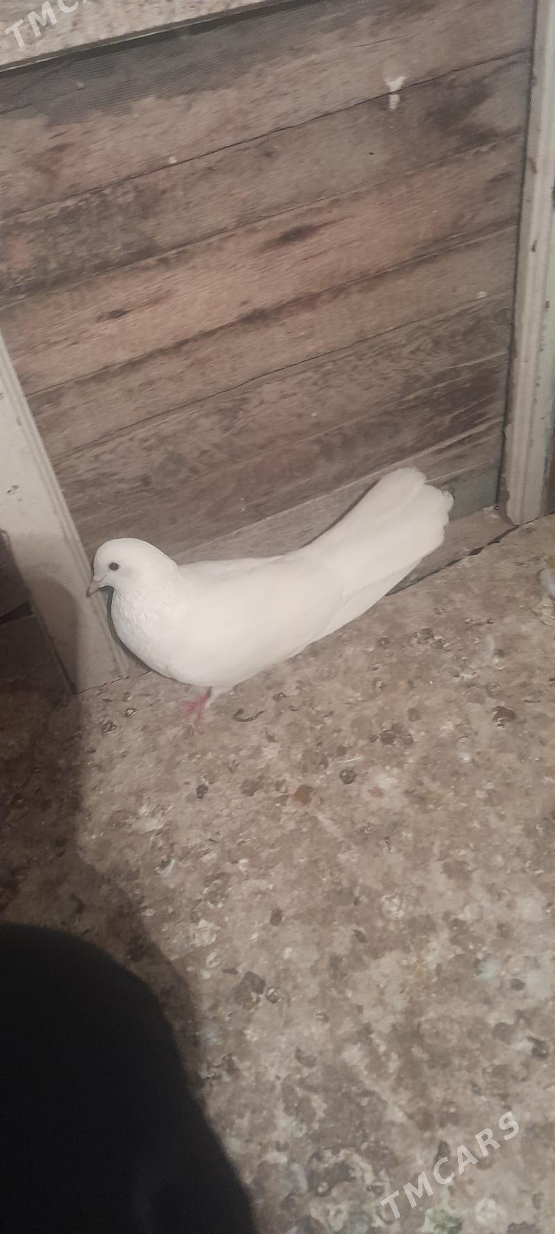 kepderi - Aşgabat - img 4