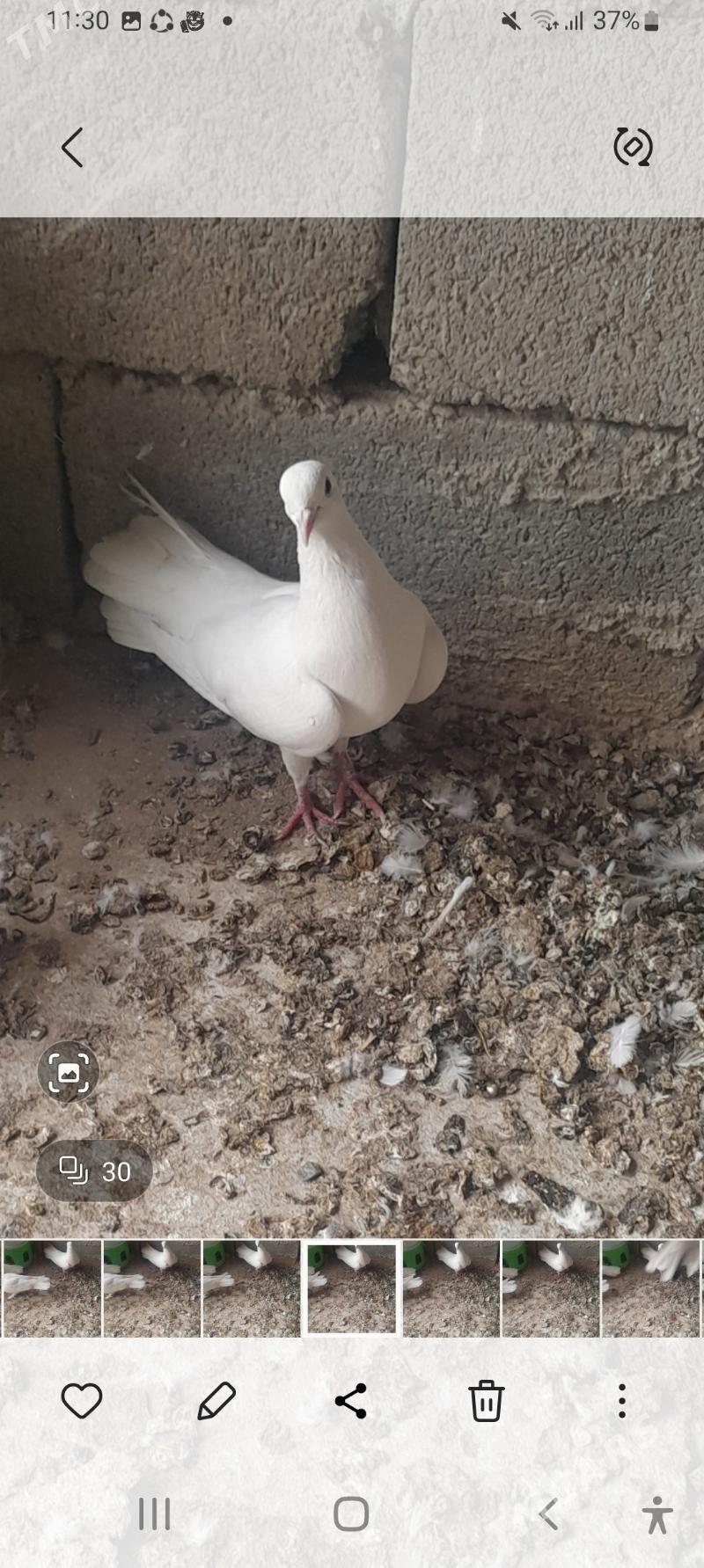 kepderi - Aşgabat - img 2