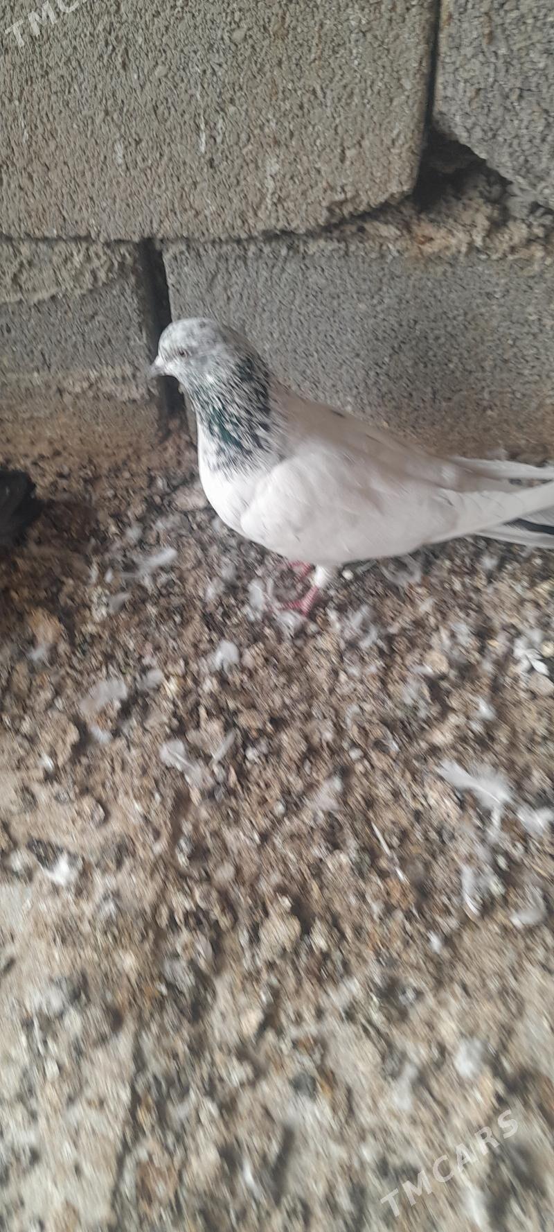 kepderi - Çoganly - img 2