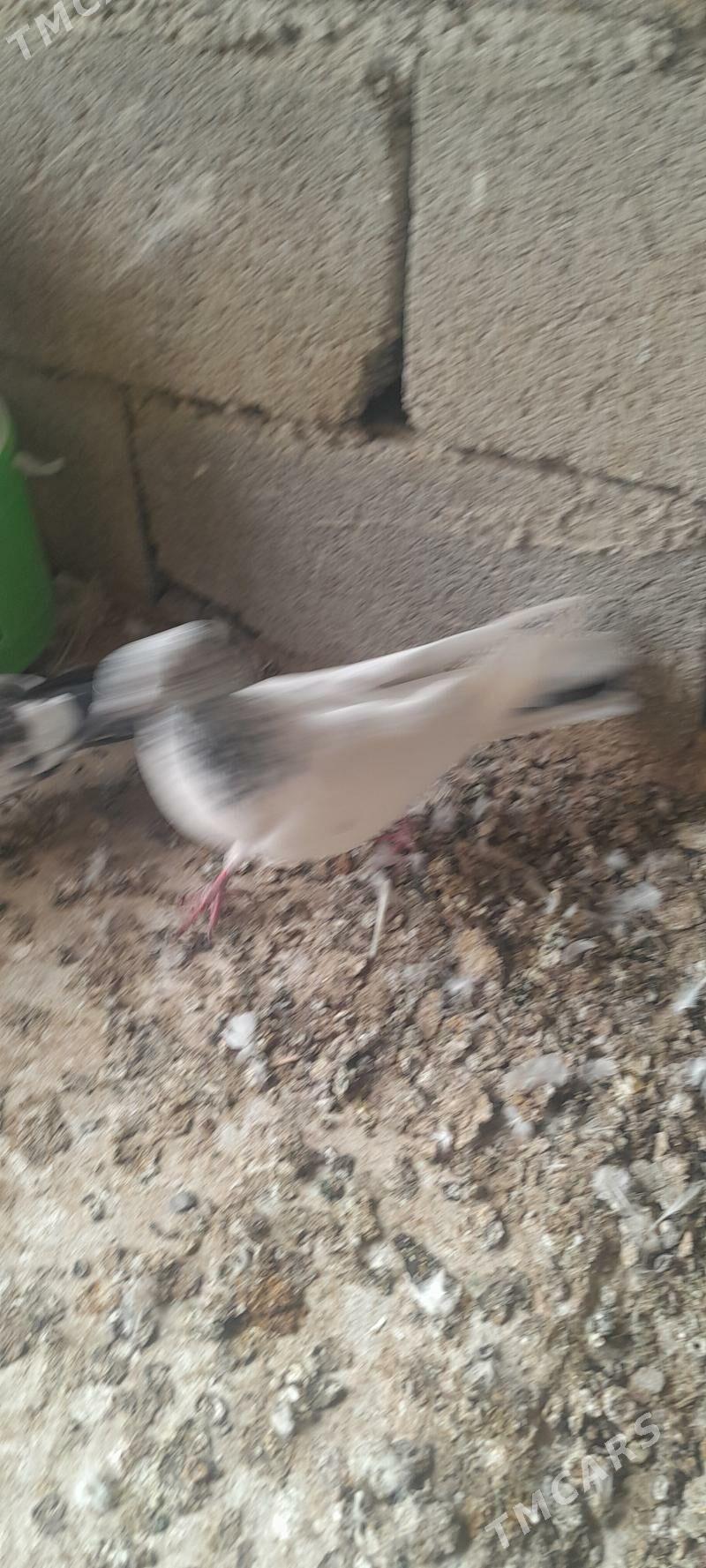 kepderi - Çoganly - img 3