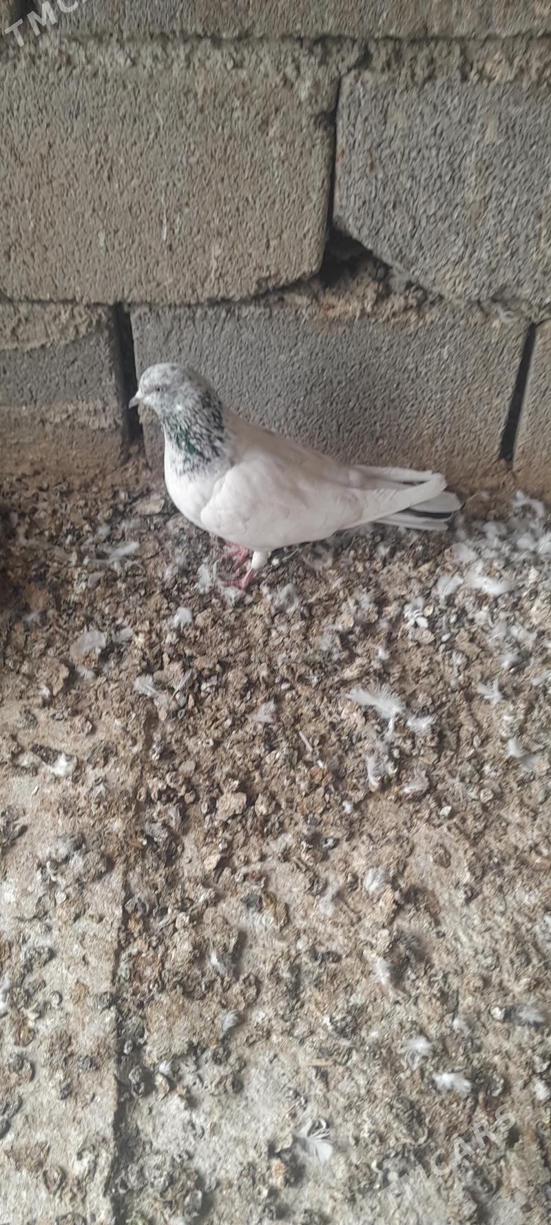 kepderi - Çoganly - img 4