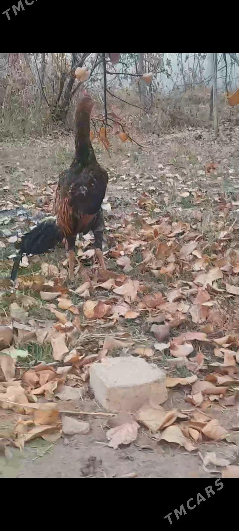 koraz - Murgap - img 2