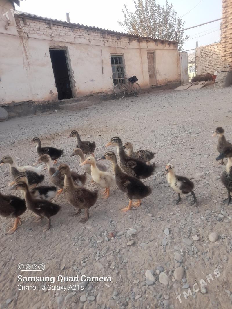 gazlar - Теджен - img 2