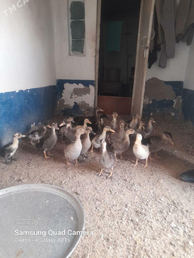 gazlar - Теджен - img 3