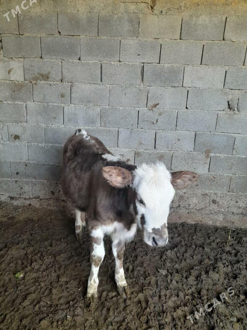 tuwe - Büzmeýin - img 2