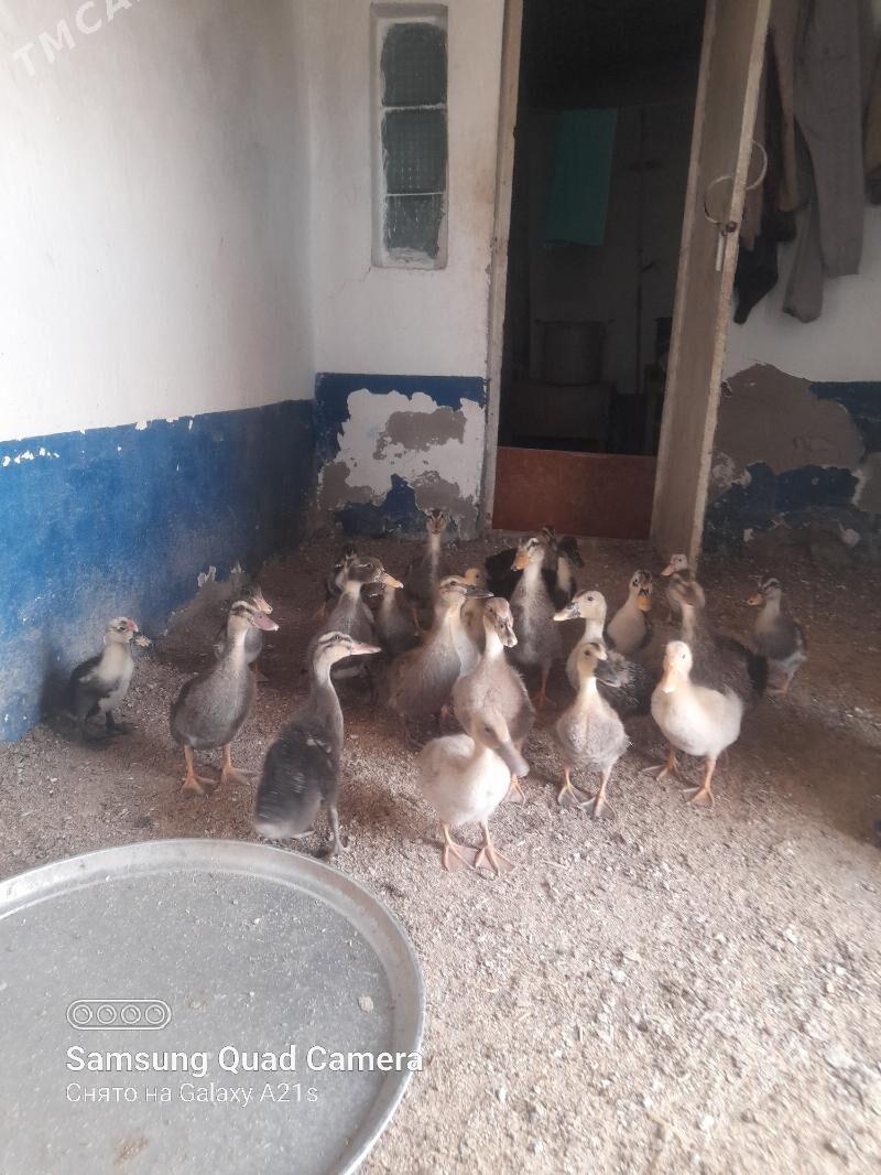 gazlar - Теджен - img 4