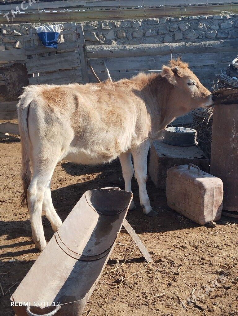 Gaçar - Esenguly - img 3