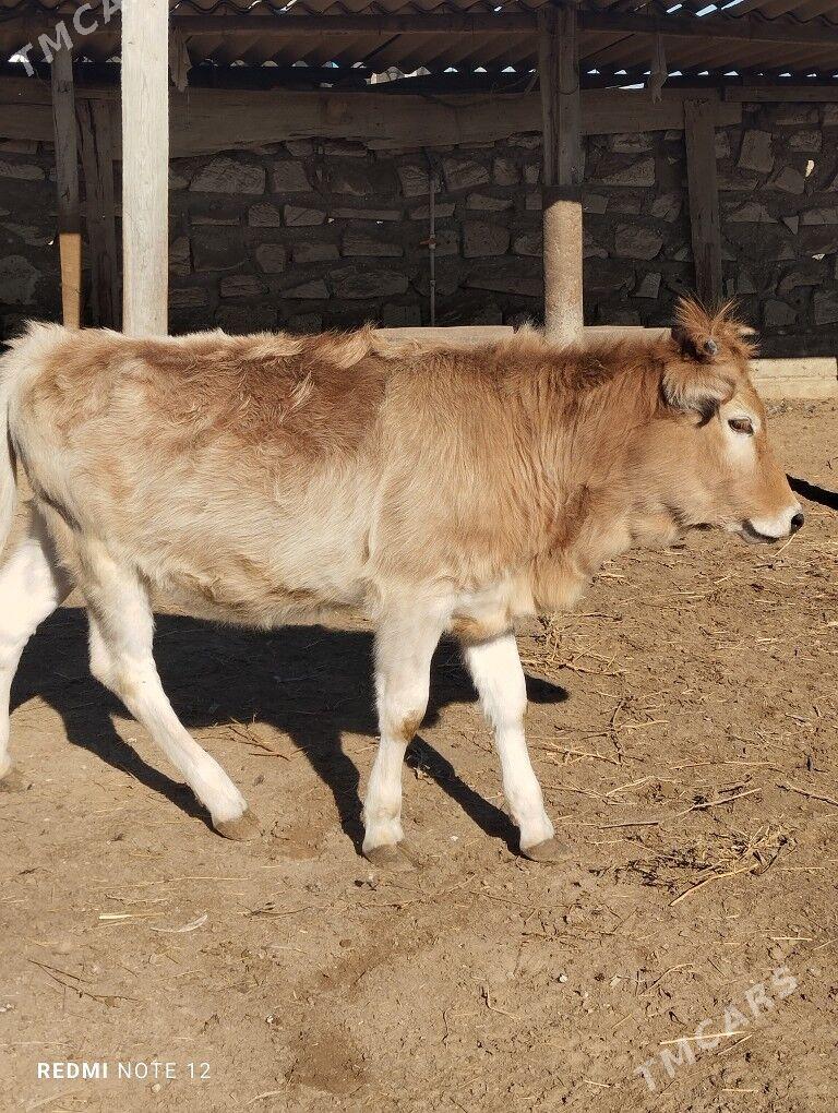 Gaçar - Esenguly - img 5