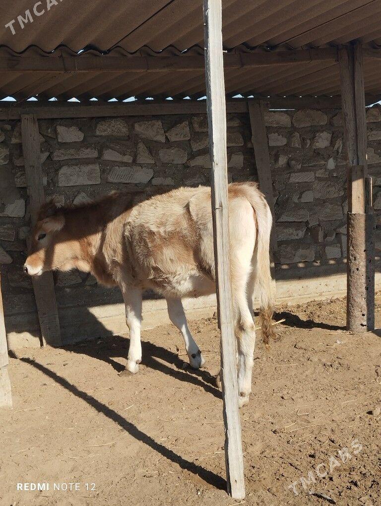 Gaçar - Esenguly - img 2