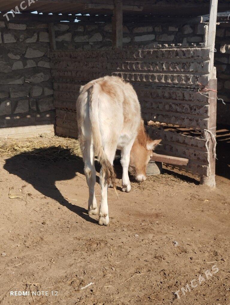 Gaçar - Esenguly - img 6