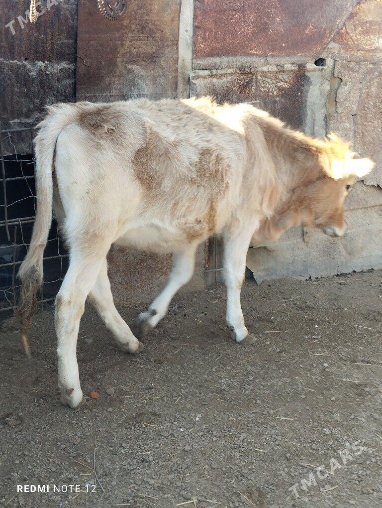 Gaçar - Esenguly - img 4