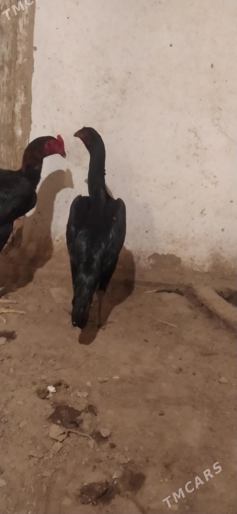 towyk - Daşoguz - img 4