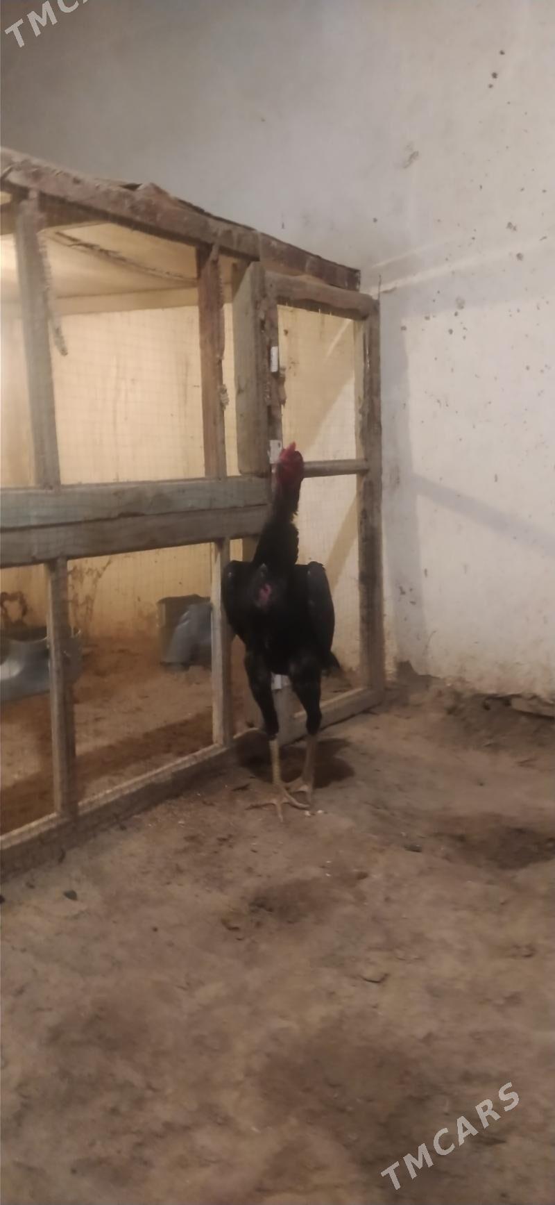 horaz towyk - Дашогуз - img 3