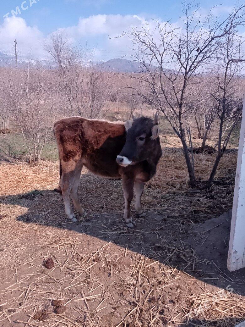 tuwe - Magtymguly - img 2