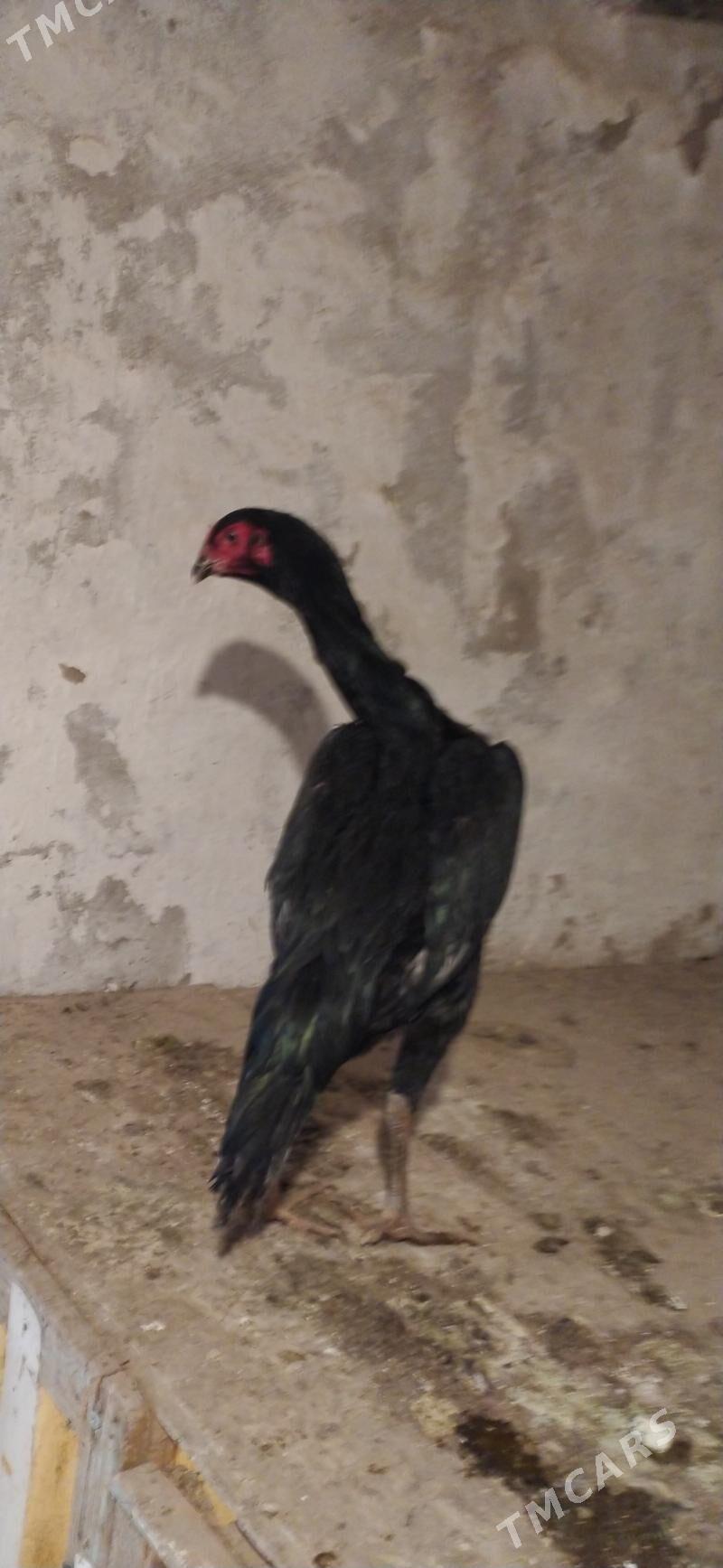 horaz towyk - Дашогуз - img 4