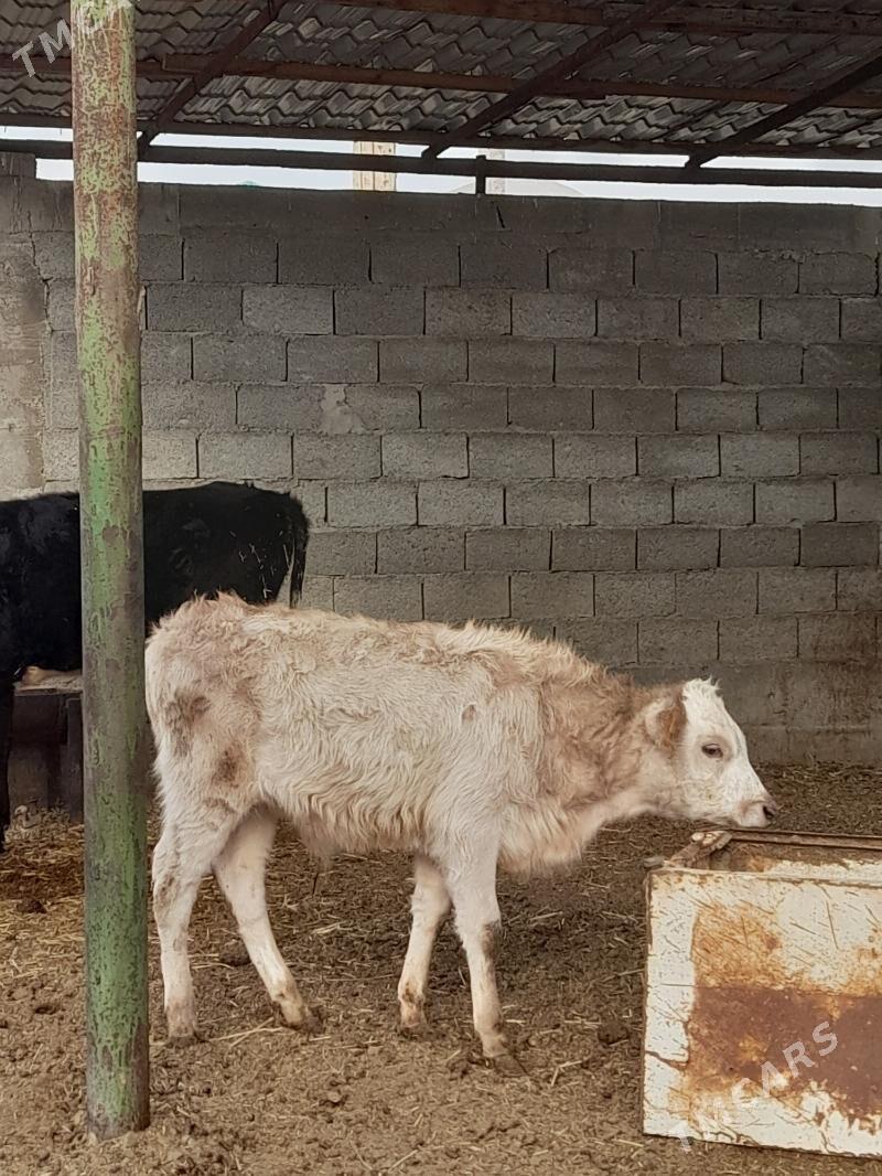 okuz - Балканабат - img 2