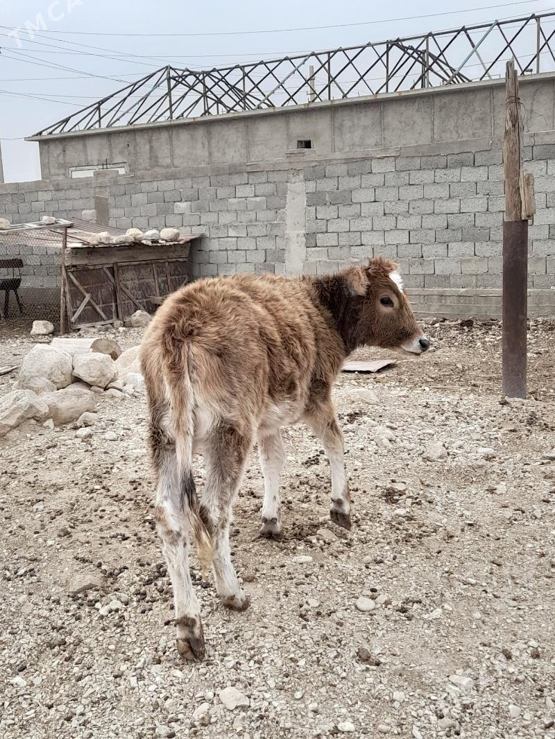 okuz - Балканабат - img 3