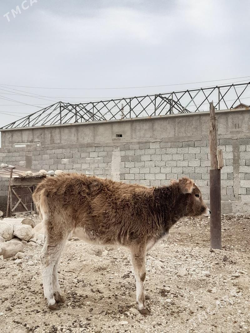 okuz - Балканабат - img 4