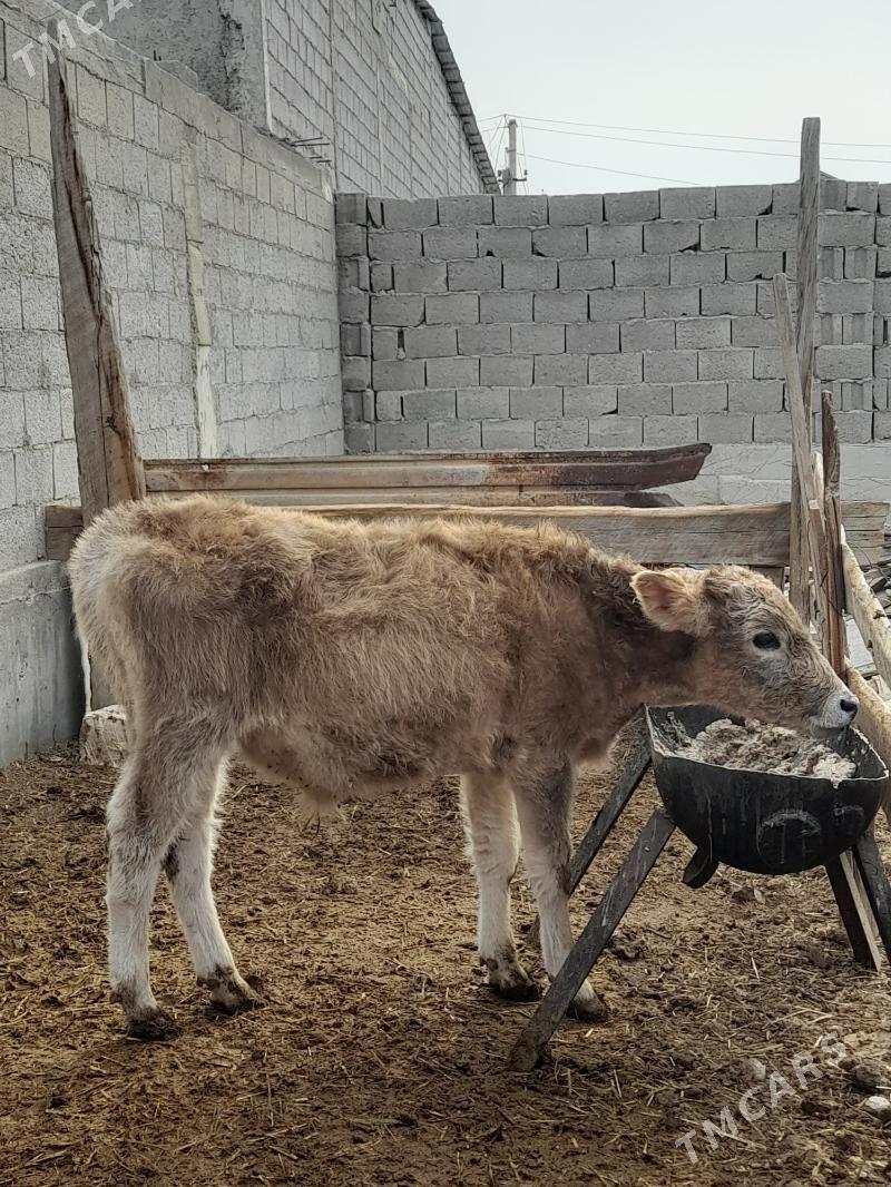 okuz - Балканабат - img 5