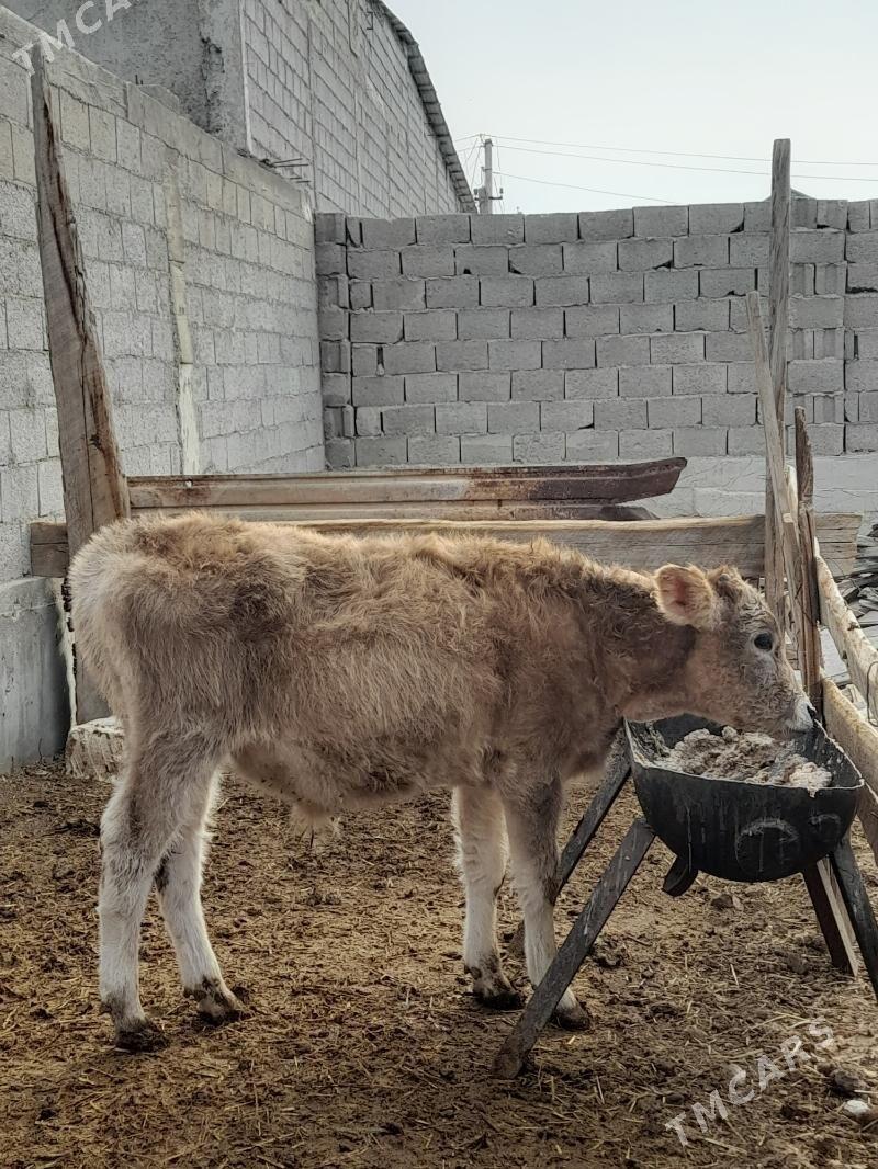 okuz - Балканабат - img 6