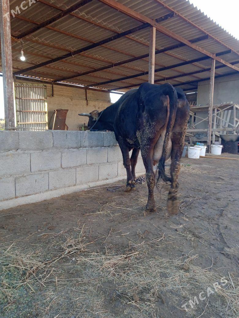 goleli sygyr - Ак-Бугдайский этрап - img 1