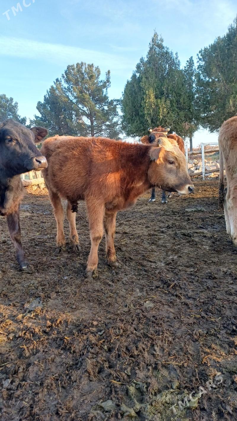 göle - Ашхабад - img 2