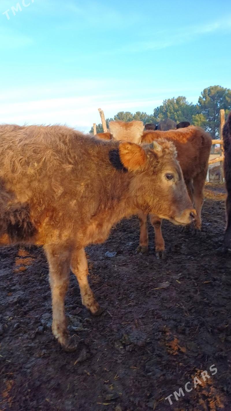 göle - Ашхабад - img 3