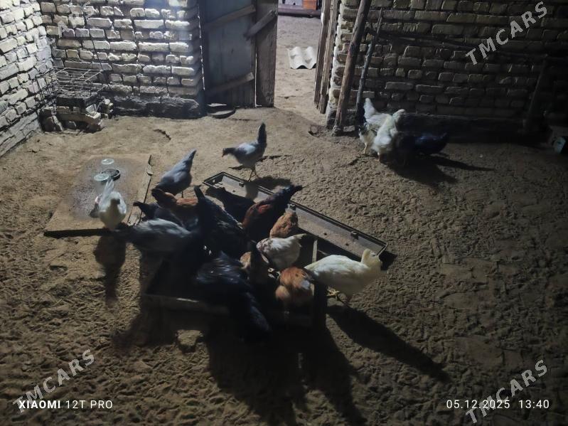 Towuk - Мургап - img 2