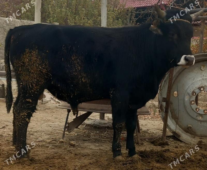 okuz - Änew - img 2