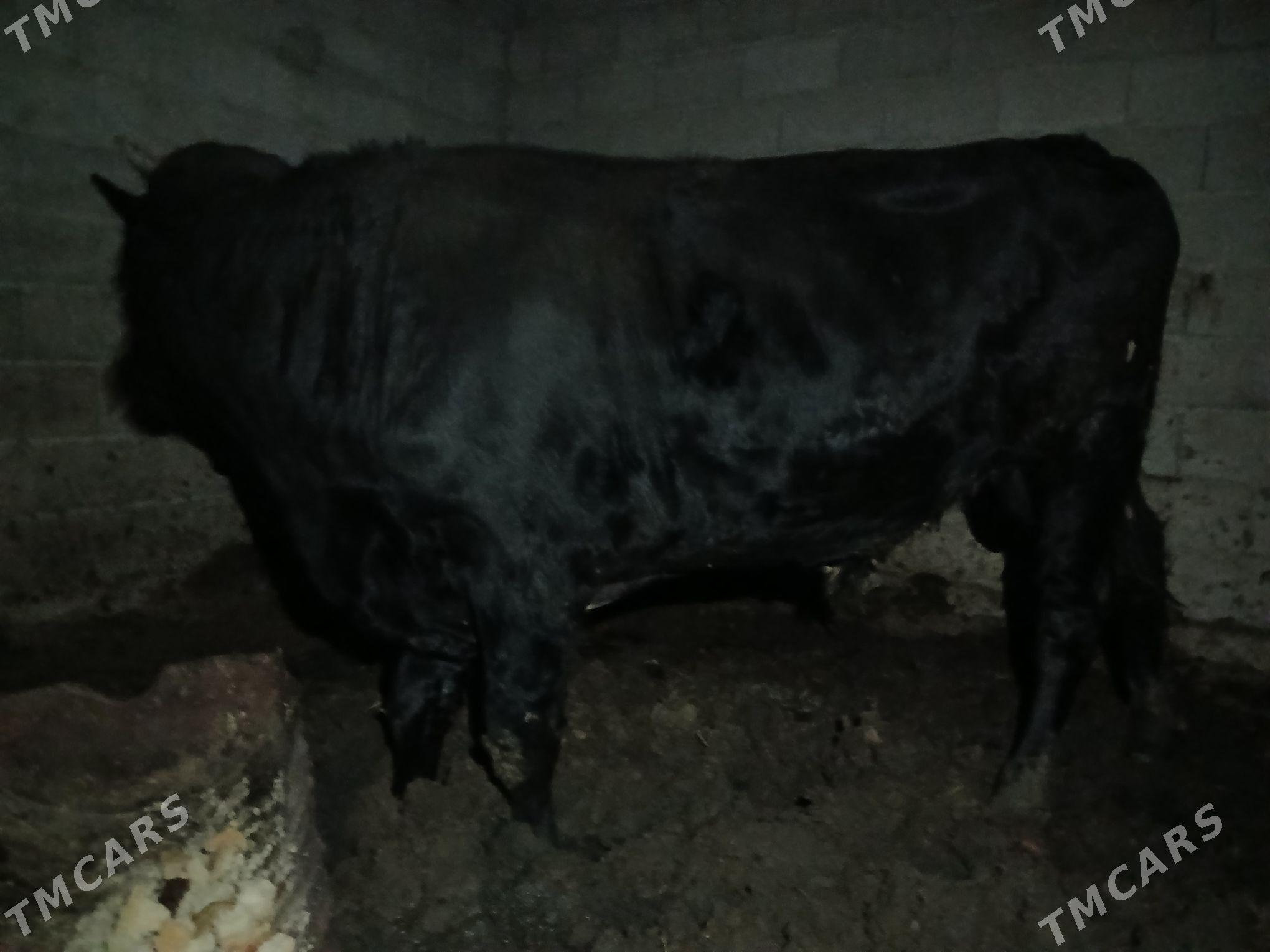 okuz - Багир - img 1