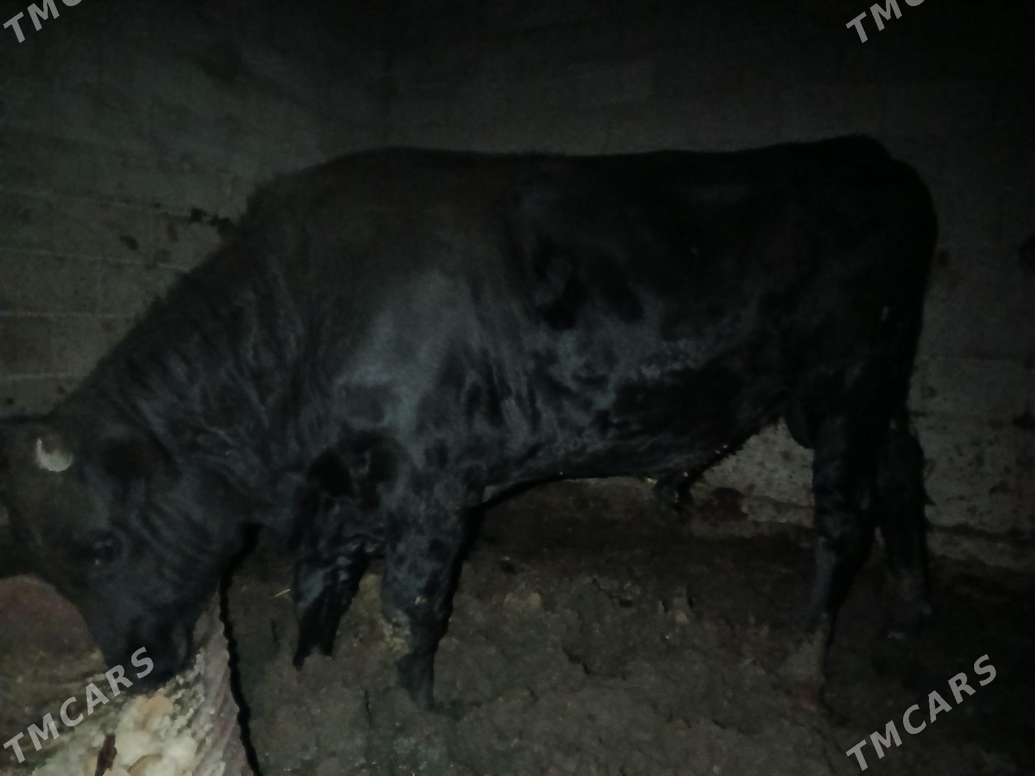 okuz - Багир - img 3