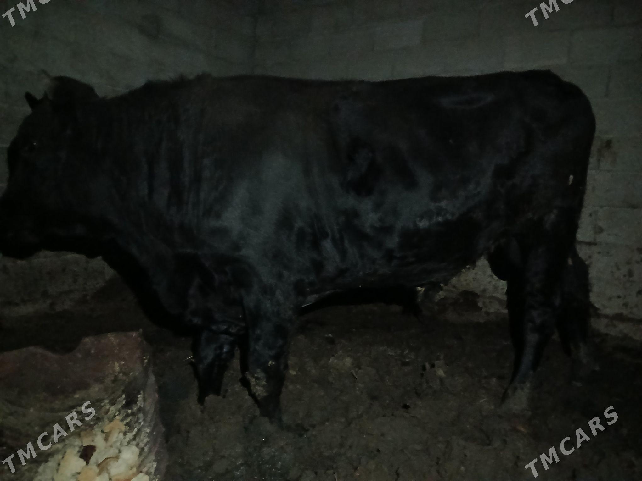 okuz - Багир - img 2